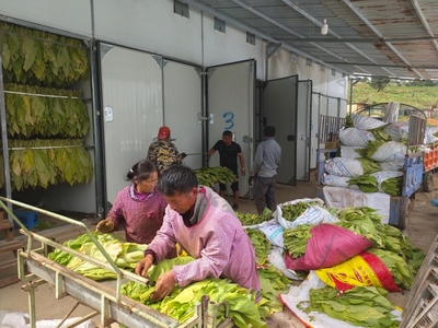 老厂乡 打造烘烤商品化模式，以生物质燃料加工夯实烟叶赶“烤”之路